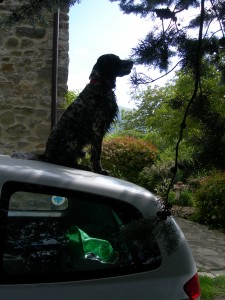 Gassie on the car roof