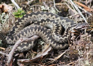 vipera berus, European viper or adder