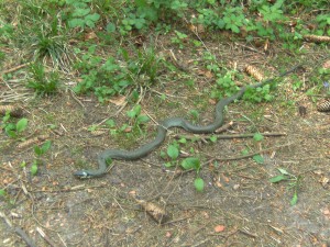 grass snake narix natrix