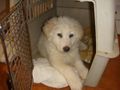 Maremma Sheepdog puppy in dog pound