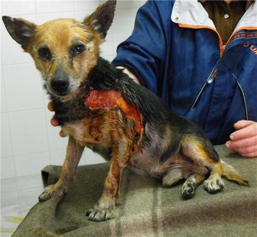 Pasqualino (521 x 480)