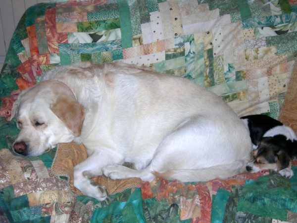 DSCN0596 (600 x 450)