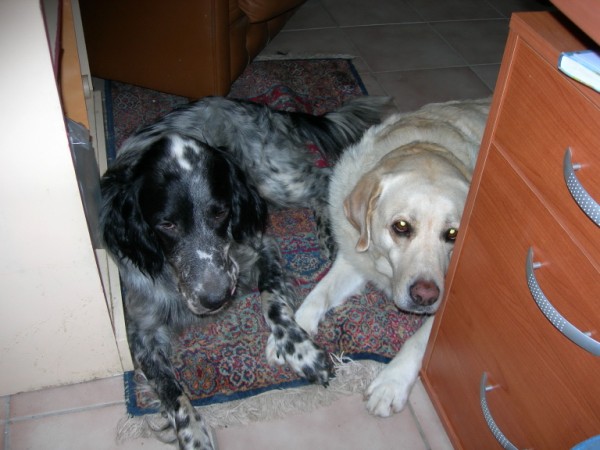 DSCN1251 (600 x 450)