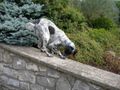 Gassie the Rescue English Setter