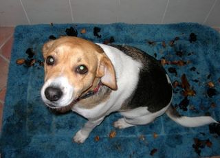 Maia and the walnuts, pets in italy