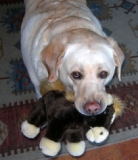 Best Dog - Labrador ZsaZsa (138 x 160)