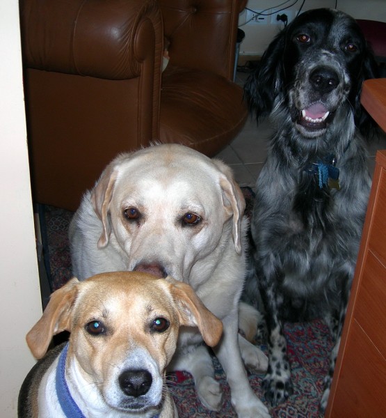 DSCN1252 (555 x 600)