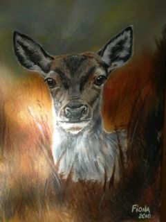 Portrait of Casentino deer