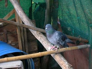 Picchio the pigeon