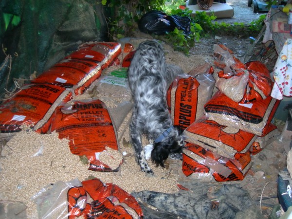 DSCN1801 (600 x 450)