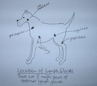 Canine Lymphoma (Lymphosarcoma) – Pets in Italy