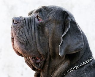 Neopolitan Mastiff