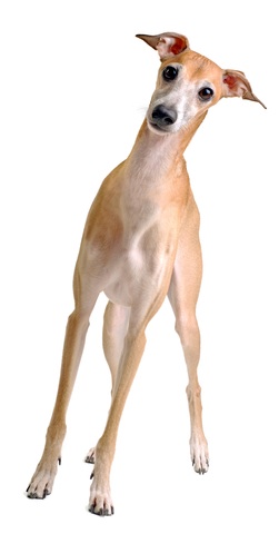 Italian greyhound