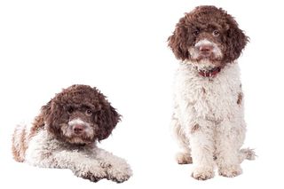 Lagotto romagnolo Lagotto romagnolo