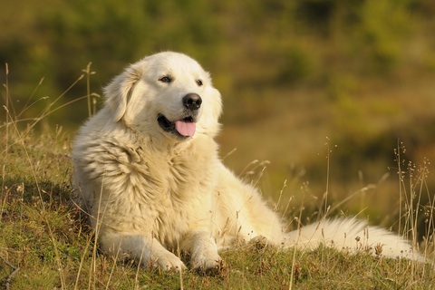 Maremma sheepdog