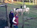 My alpacas in Italy