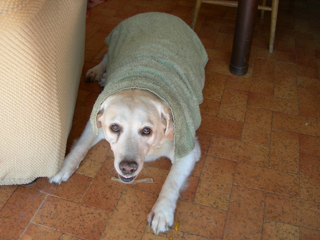 Lab ZsaZsa wearing her towel