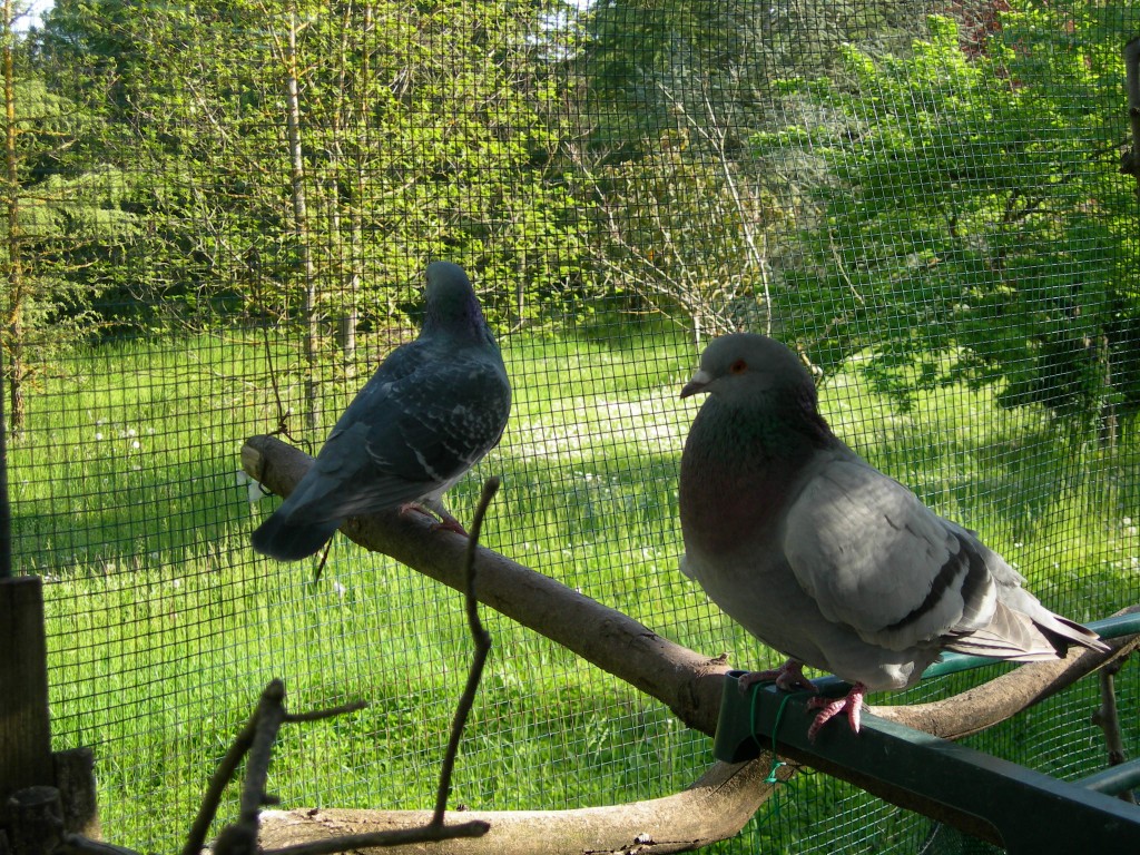 Picchio and Suki my pigeons