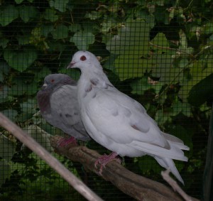 Suki and Lulu the pigeons