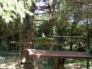 Pigeon Lulu on her relocated nest